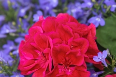 Red on Blue - 1