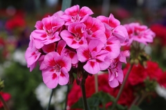 Violet Dream - 1