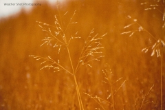 Amber fields GD - 1