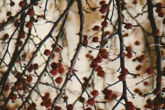 Berries 2 GD - 1