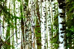 Birch tree forest GD - 1