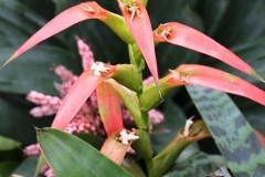 Bromeliad 2 GD - 1