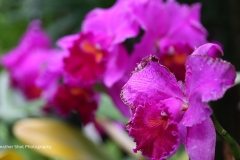 Cattleya Orchid GD - 1