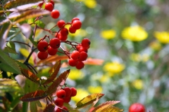 Colorful berries on Sooke - 1