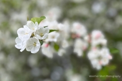 Crabapple Blossoms GD - 1