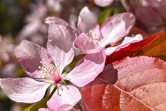 Crabapple blossoms 2 GD - 1