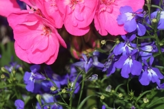 Dark Pink On Blue - 1