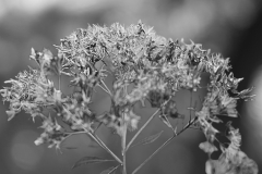 Dirty Old thicket BW - 1