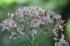 Dirty Old thicket - 1