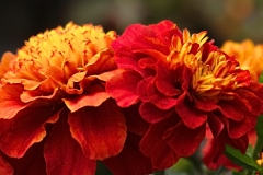 Earthy Tones flowers 2 GD - 1