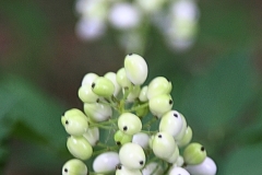 Eye Ball Bloom - 1