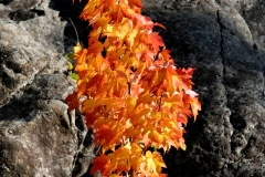 Fall Leaves in the rocks GD - 1