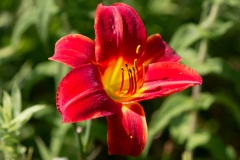 Red Flower Wiring