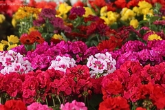 Flower party GD - 1