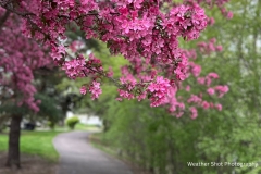 Flowering Crabapple tree GD - 1