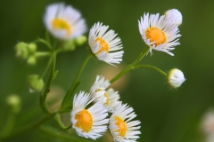 Flowing Wild Flowers - 1