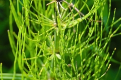 Forest Foliage - 1