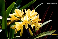 Golden flowers GD - 1