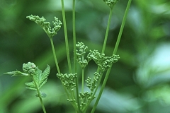 Green Bloom - 1