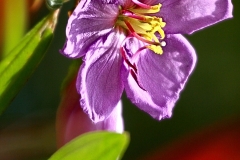 Hawaii Tropical Flowers 2 GD - 1
