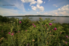 Lake Pepin Flowers GD - 1