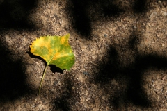 Leaves-in-shadow-1