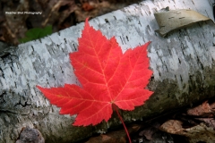Maple leaf on Birch log GD - 1