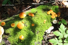 Mossy Log GD - 1