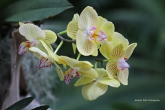 Moth Orchids GD - 1