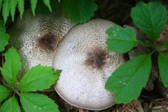 Mushroom madness - 1
