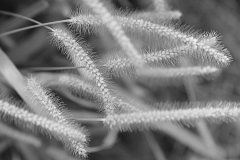 Park Core BW - 1
