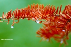 Pine needle drops GD - 1