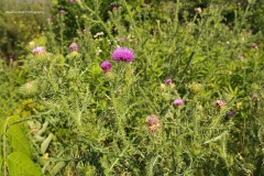 Pink Wild Flowers GD - 1