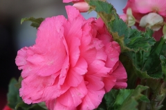 Pink beauty - 1