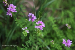 Pink forest flowers 2 GD - 1