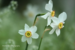Poet's Daffodils 2 GD - 1