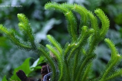 Prickly Fern GD - 1