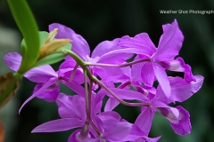 Purple Flowers GD - 1