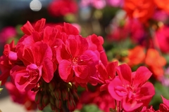 Red Delight - 1