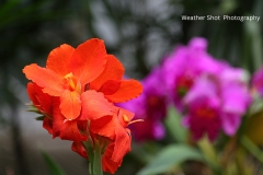 Red Flower 2 GD - 1