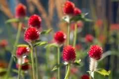 RedCandy Stick