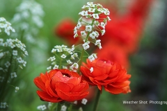 Red Flowers 2 GD - 1