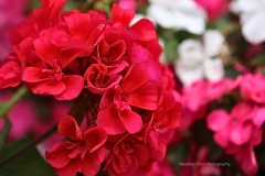Red Flowers GD - 1
