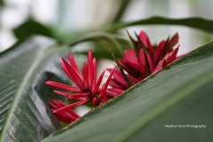 Red Flowers Peek GD - 1