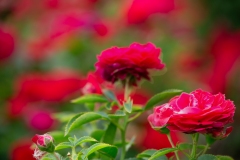 Red Rose  fancy