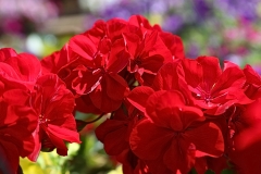 Red may bloom - 1
