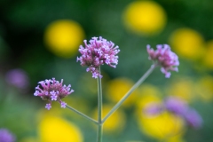 Tiny blooms