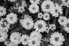 BW Flowers
