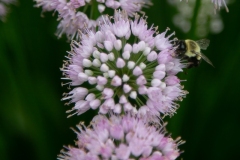 Bee for