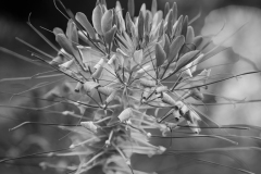 Needle Point BW